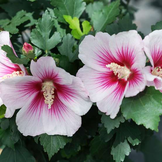 two Paraplu Pink Ink rose of sharon blooms