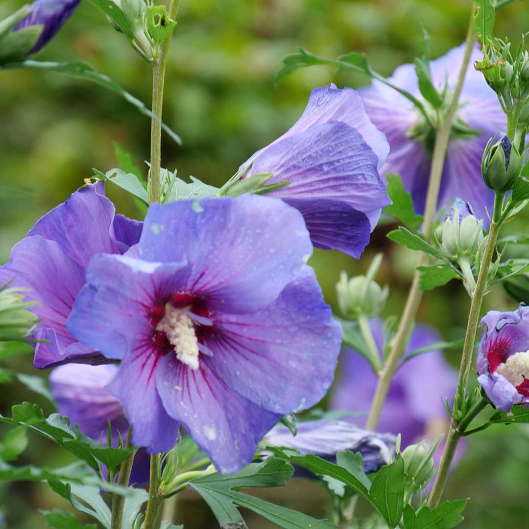 Paraplu Violet rose of sharon's purple blooms