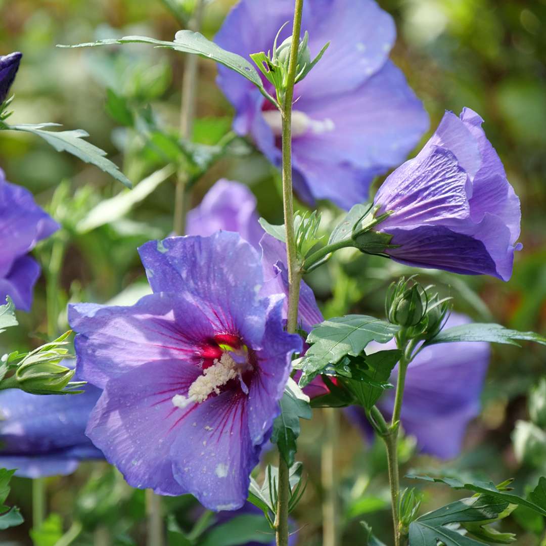 Close up of Paraplu Violet rose of sharon's purple blooms