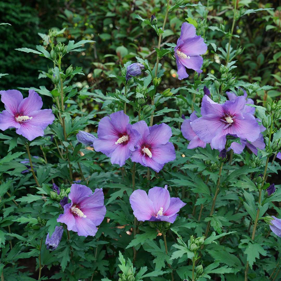 Paraplu violet rose of sharon with purple blooms