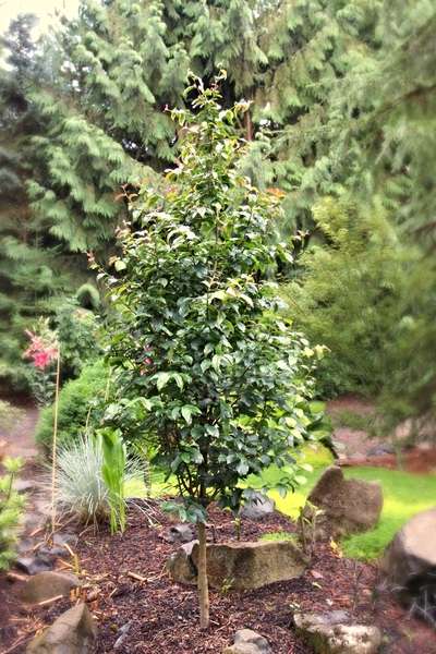 Full image of green ironwood tree in landscape