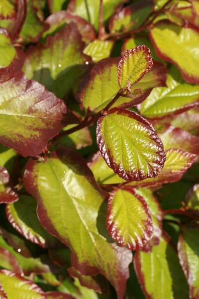 Gold and purple ironwood tree foliage closeup 