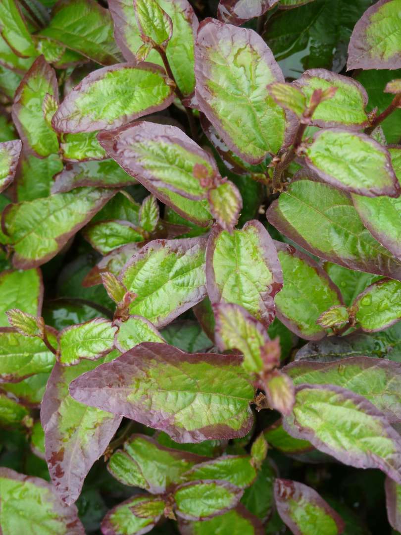 Green and purple ironwood tree foliage closeup 