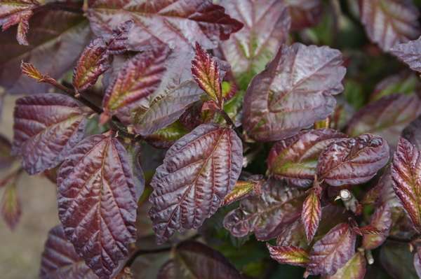 Purple ironwood tree foliage closeup 