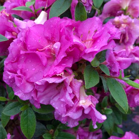 The big purple blooms of Perfecto Mundo Double Purple azalea