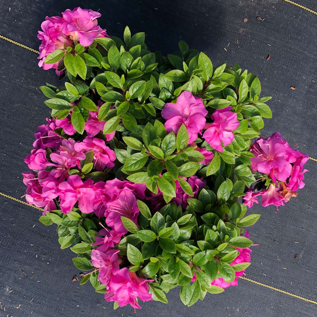 Compact and dwarf Perfecto Mundo Double Purple azalea in a greenhouse