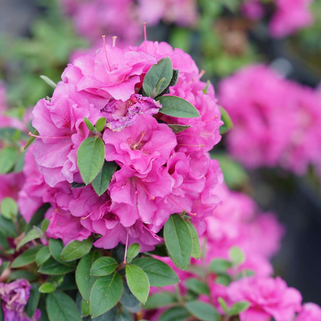 A closeup of the ruffled bright purple blooms of Perfecto Mundo Double Purple azalea