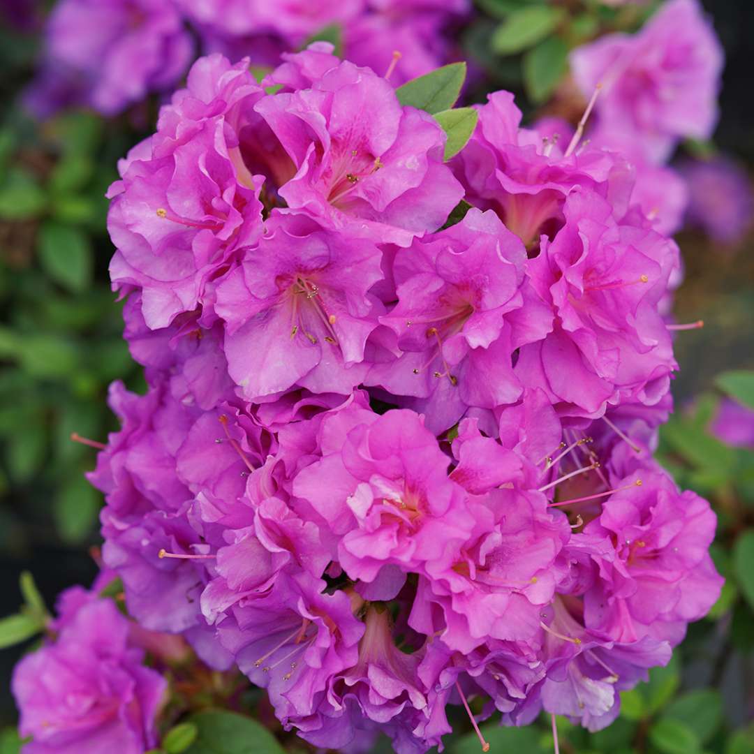 Perfecto Mundo Double Purple reblooming azalea flowers