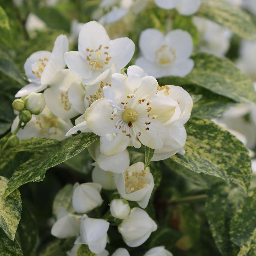 The white flowers of Illuminati Sparks mock orange nestle among the variegated foliage. 