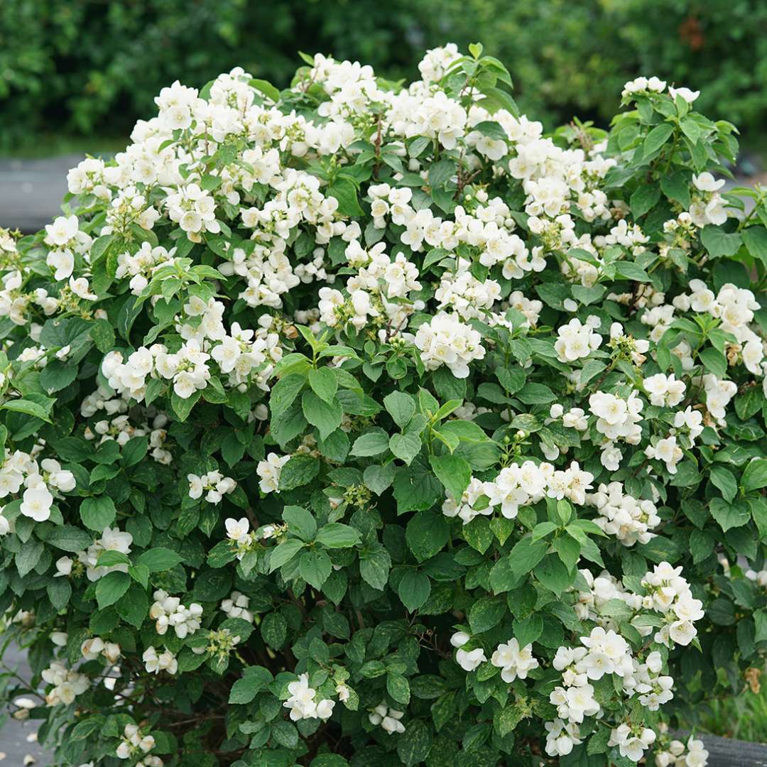 Illuminati Sparks mock orange covered in white flowers. 