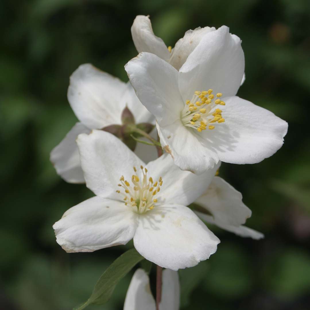 Close up of white Starbright Philadelphus blooms