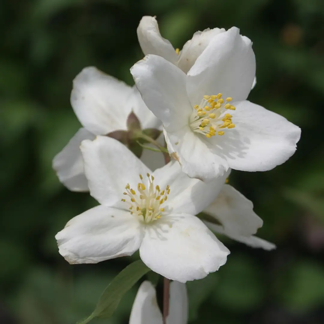 Starbright Philadelphus | Spring Meadow - wholesale liners