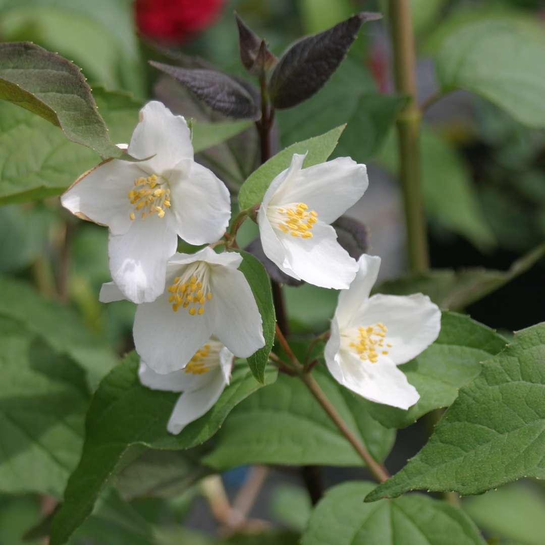 Close up of white Starbright Philadelphus blooms with light green foliage