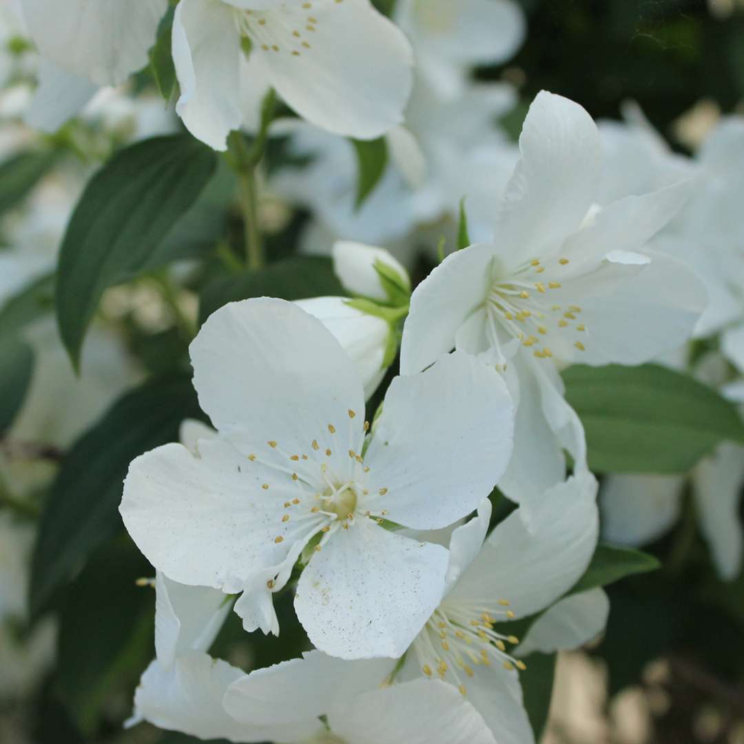 Close up of white White Rock Philadelphus blooms