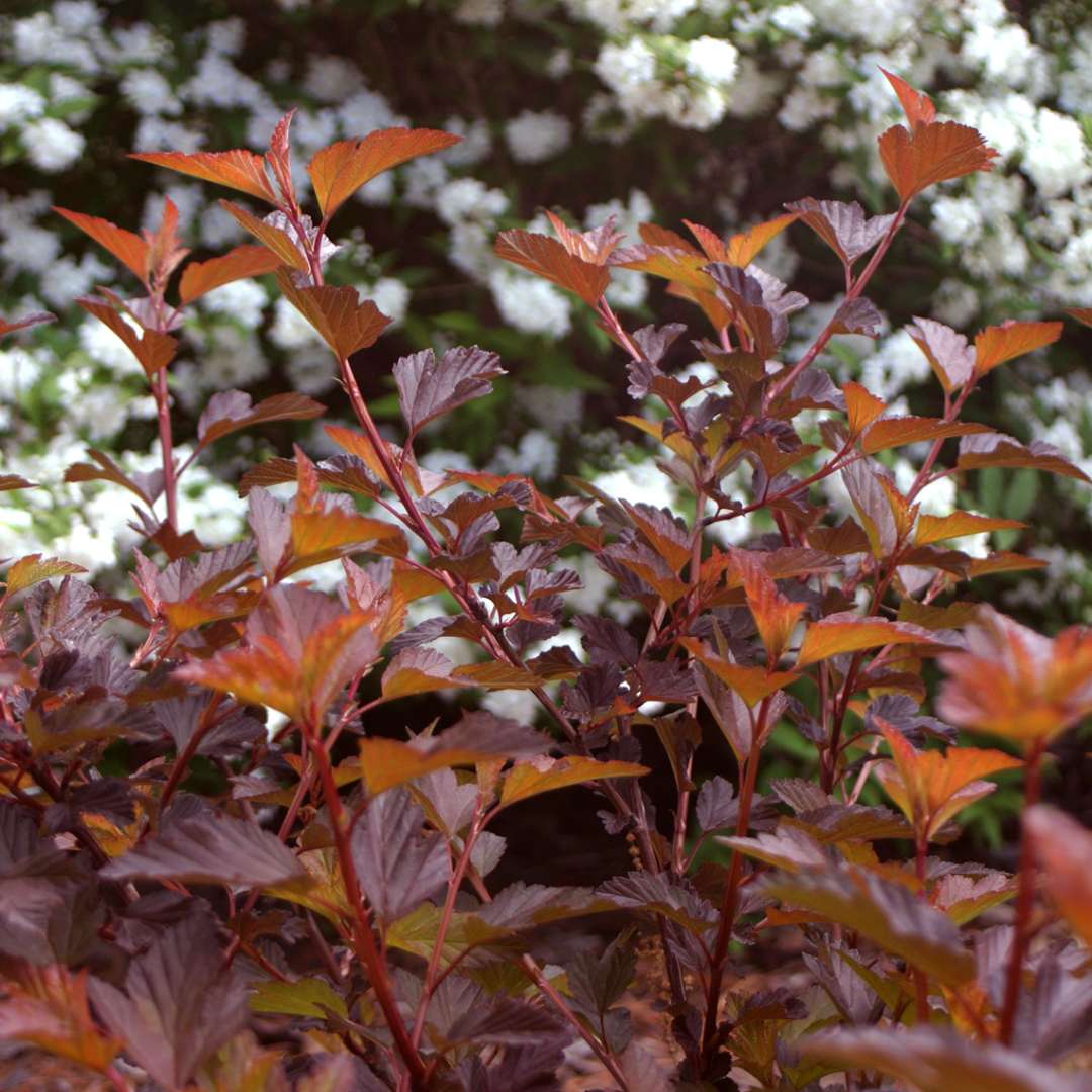 Orange and burgundy Coppertina Physocarpus foliafe in the landscape