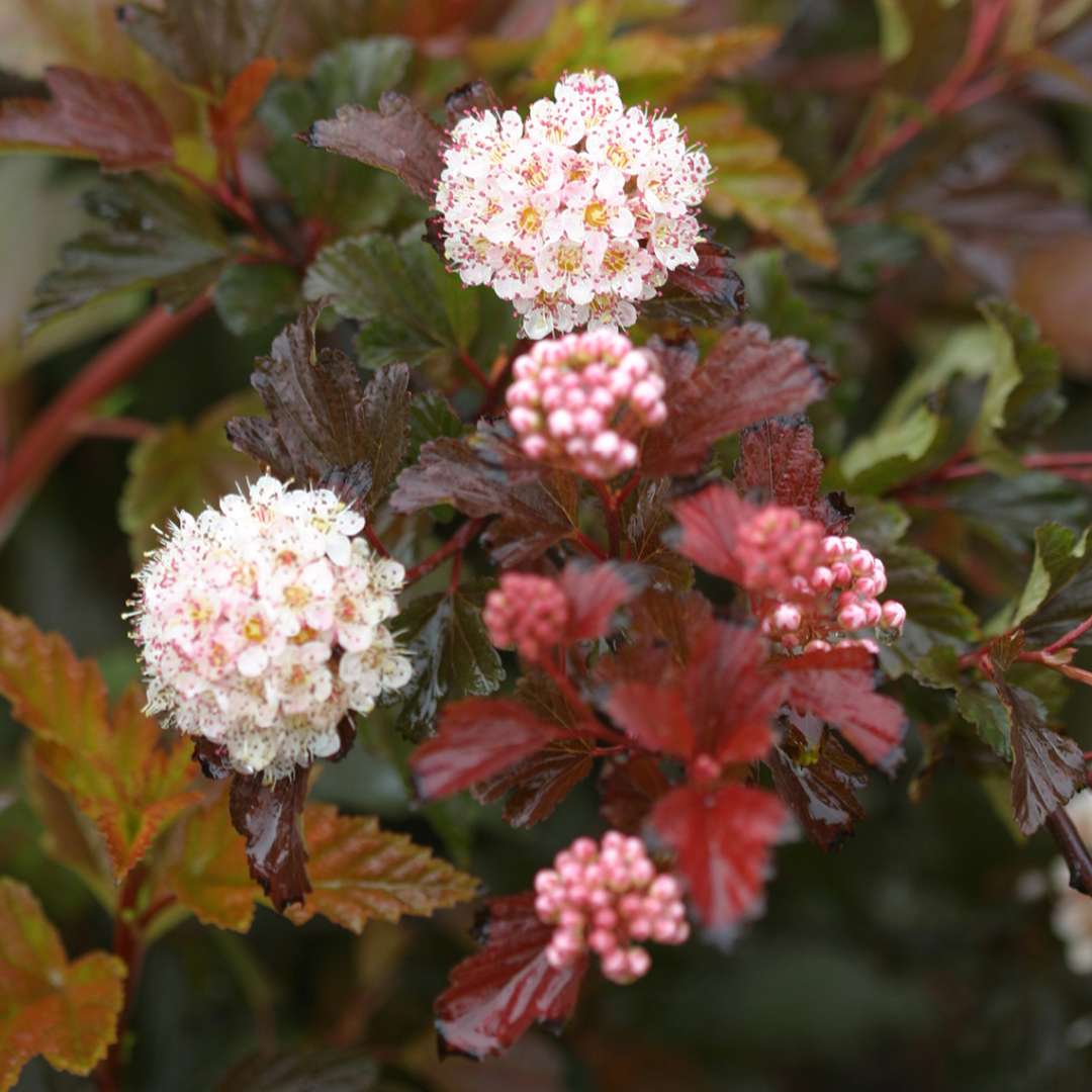 Close up of white blooms on Coppertina Physocarpus