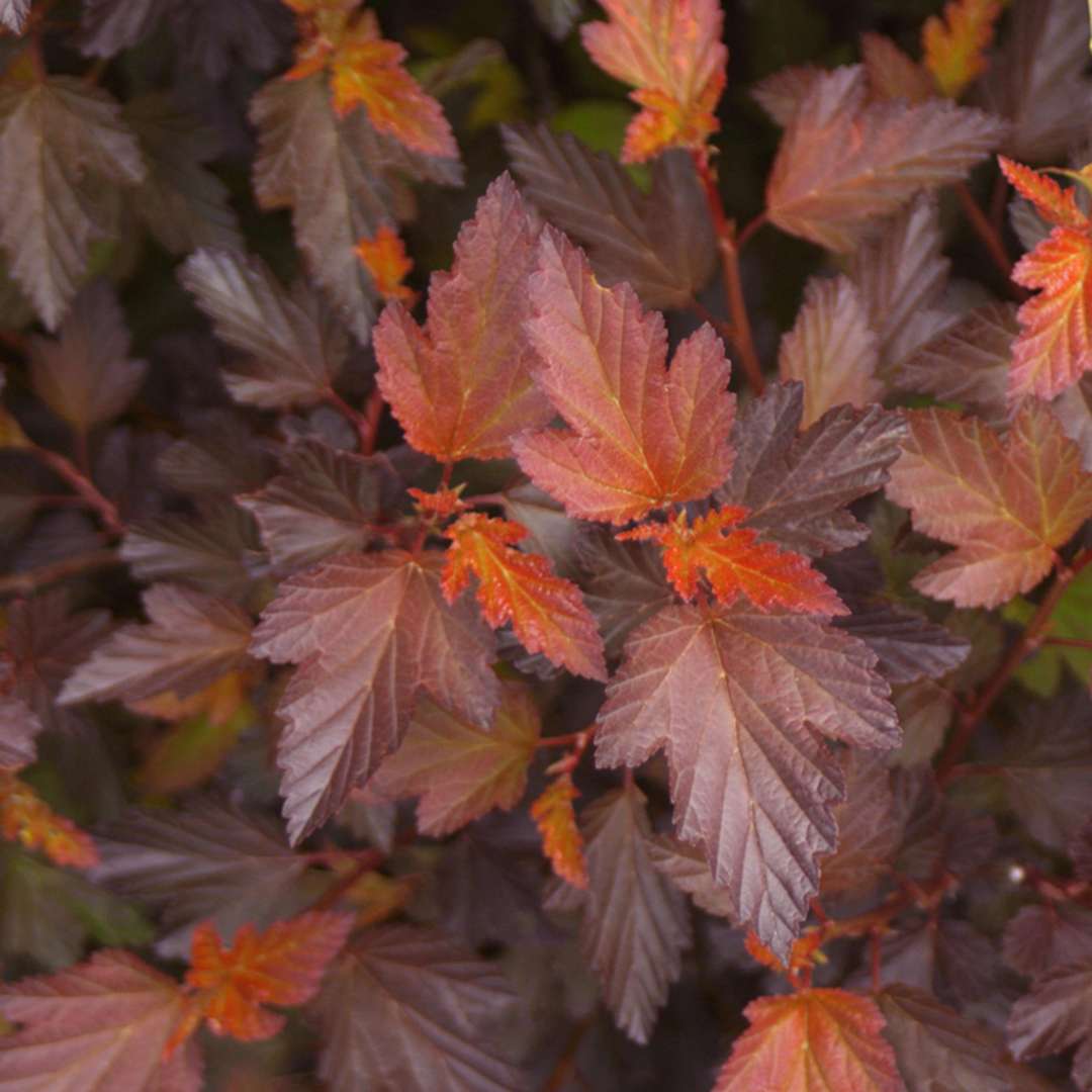 Close up of orange and burgundy Coppertina Physocarpus foliage