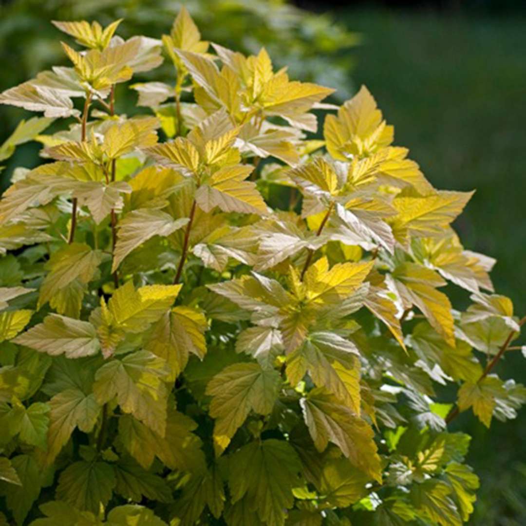 Close up of yellow Darts Gold Physocarpus foliage