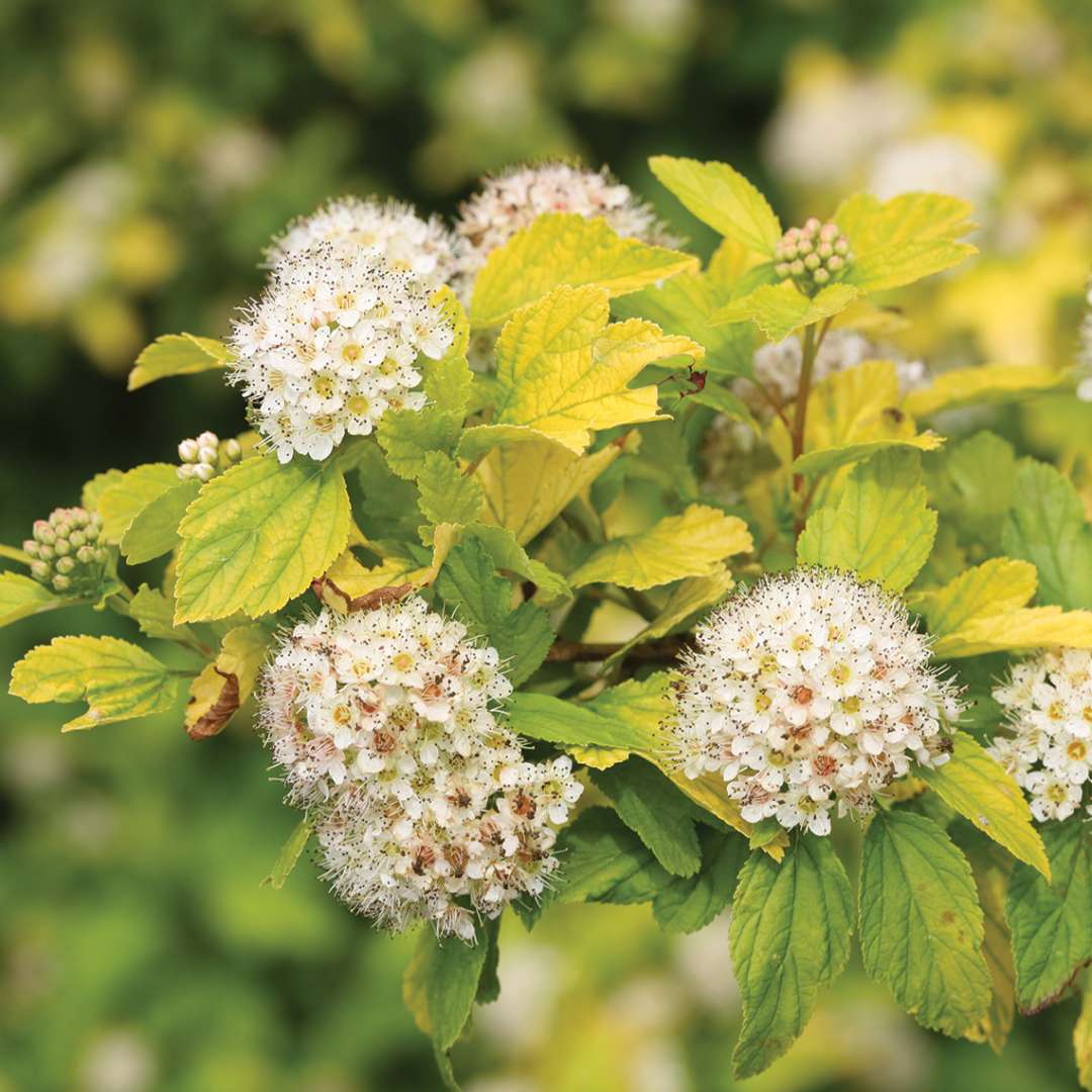 Close up of white blooms and lime green foliage on Festivus Gold Physocarpus