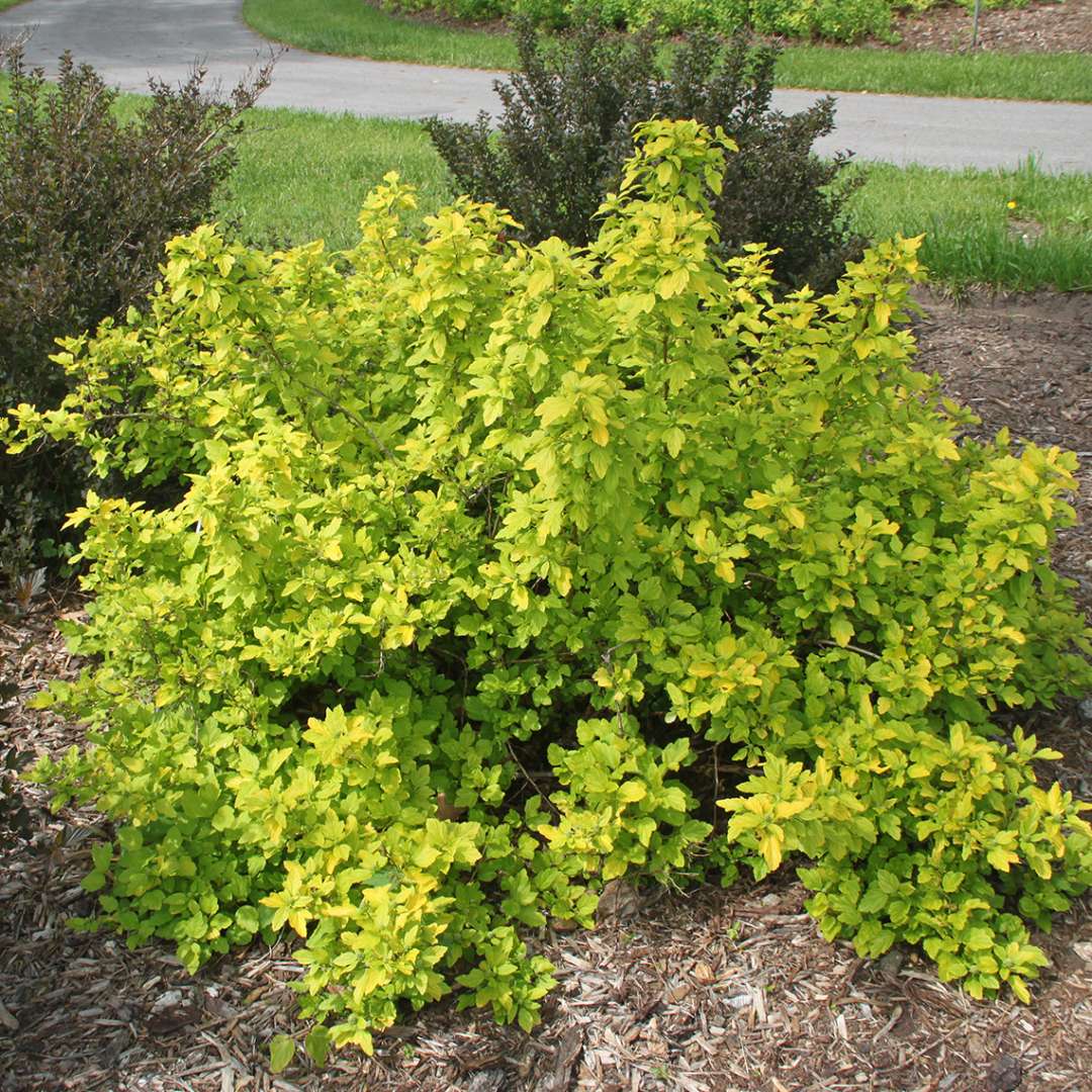 Festivus Gold Physocarpus in landscape bed