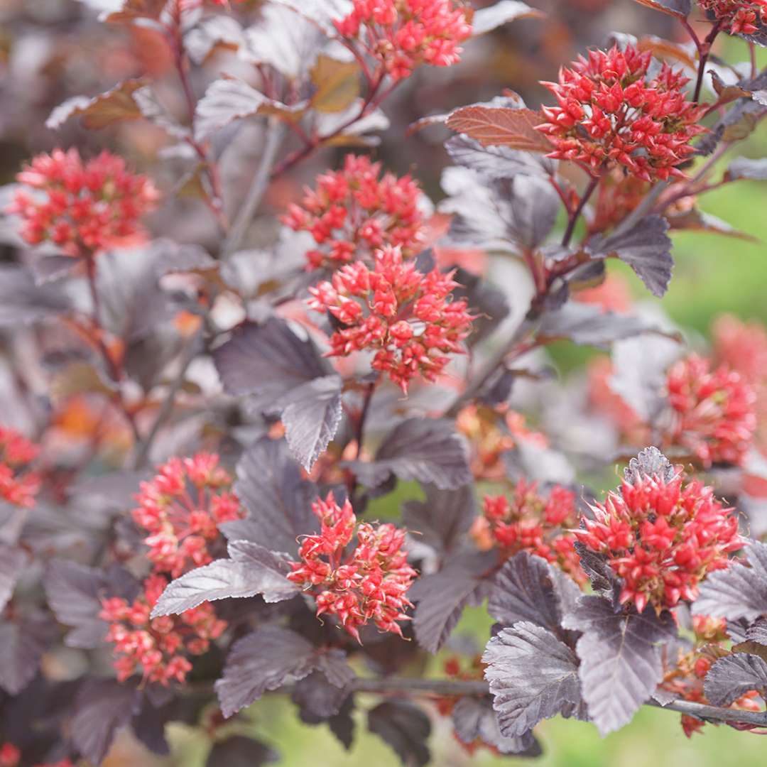 Close up of red Ginger Wine Physocarpus blooms