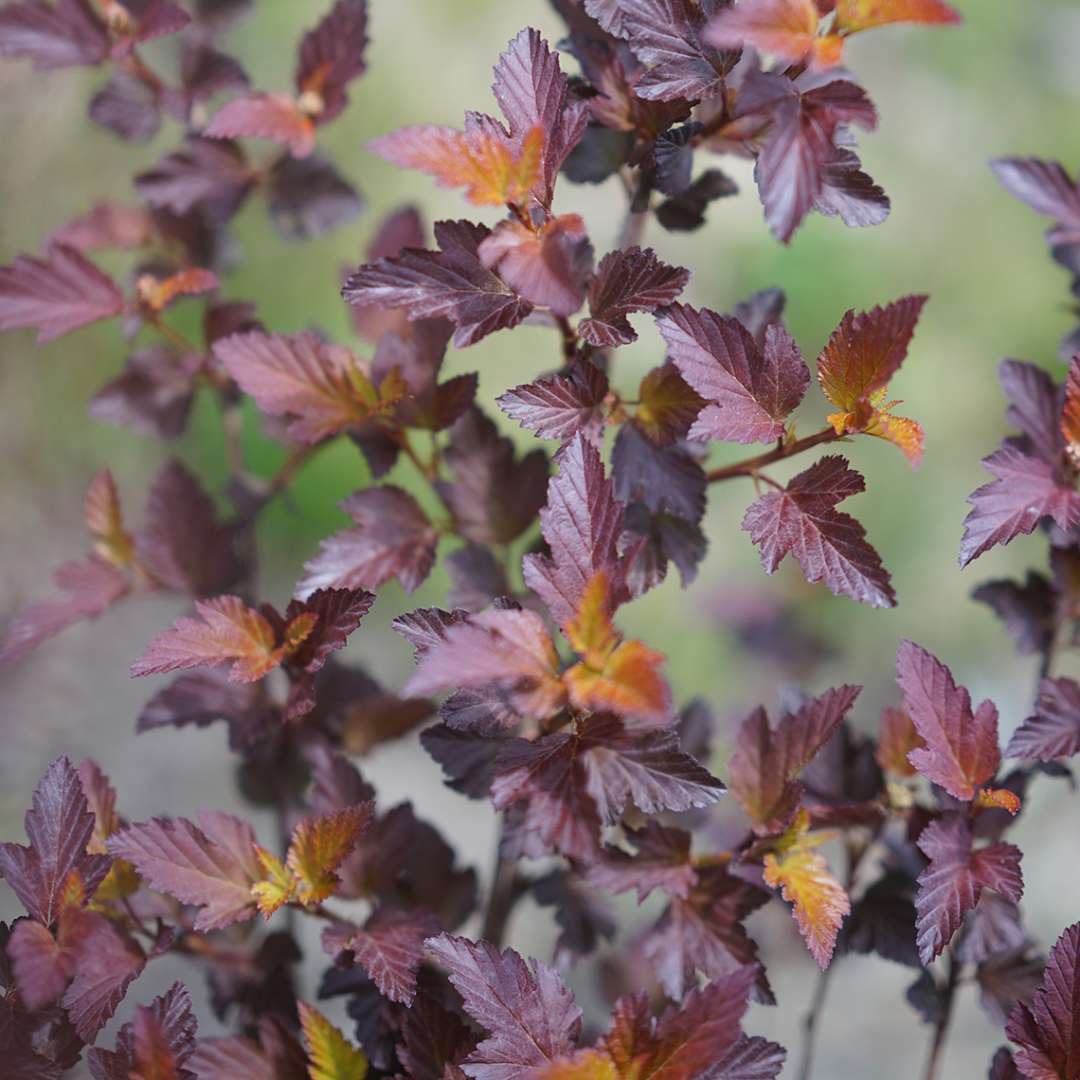 Close up of purple tinted Ginger Wine Physocarpus foliage