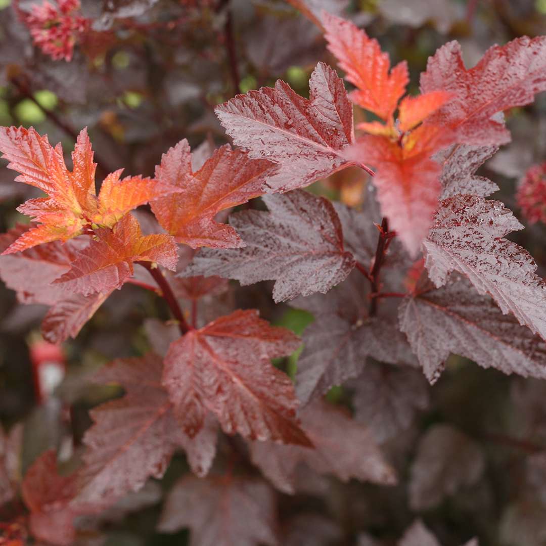 Close up of red and yellow Ginger Wine ninebark foliage