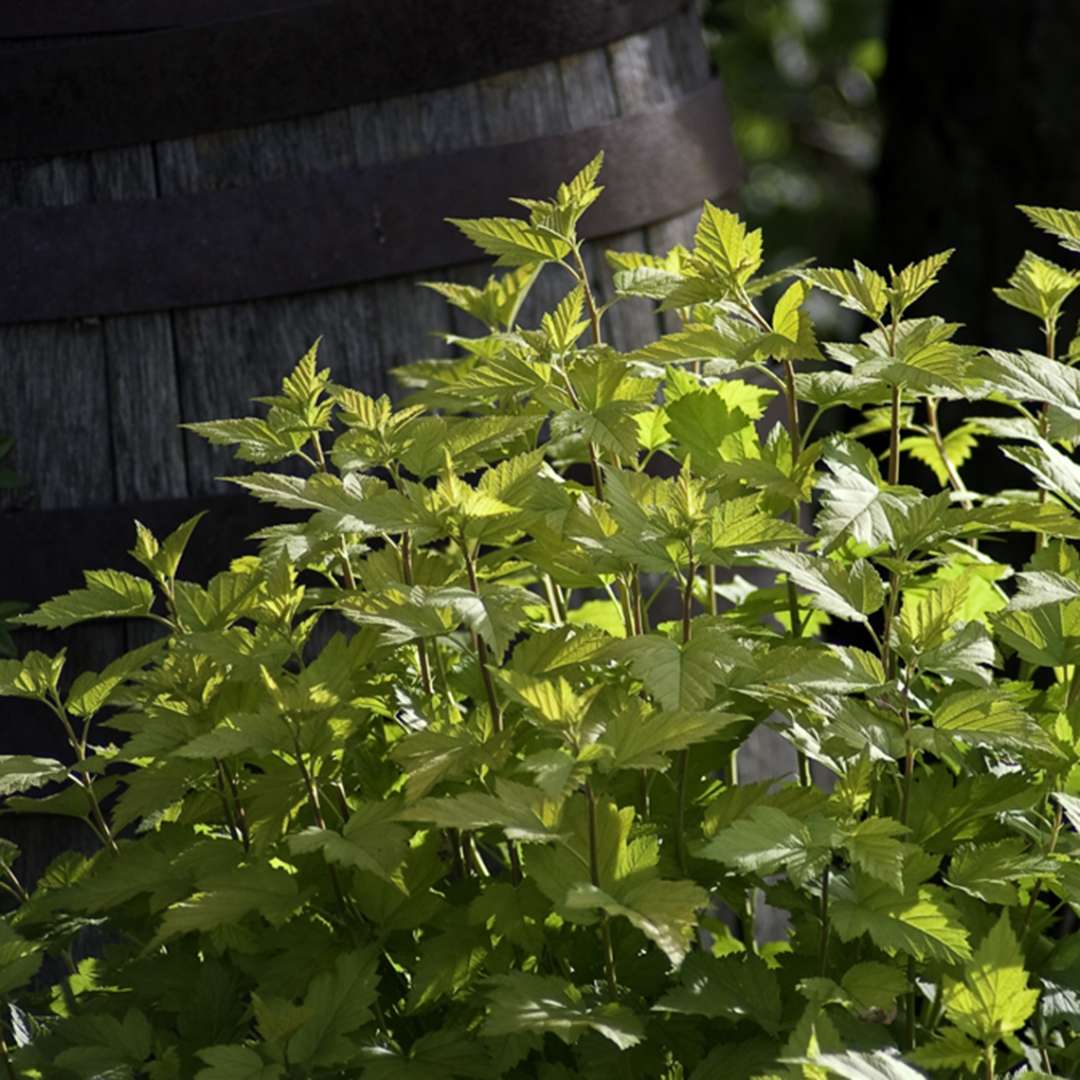 Lime green Nugget Physocarpus foliage next to a barrel