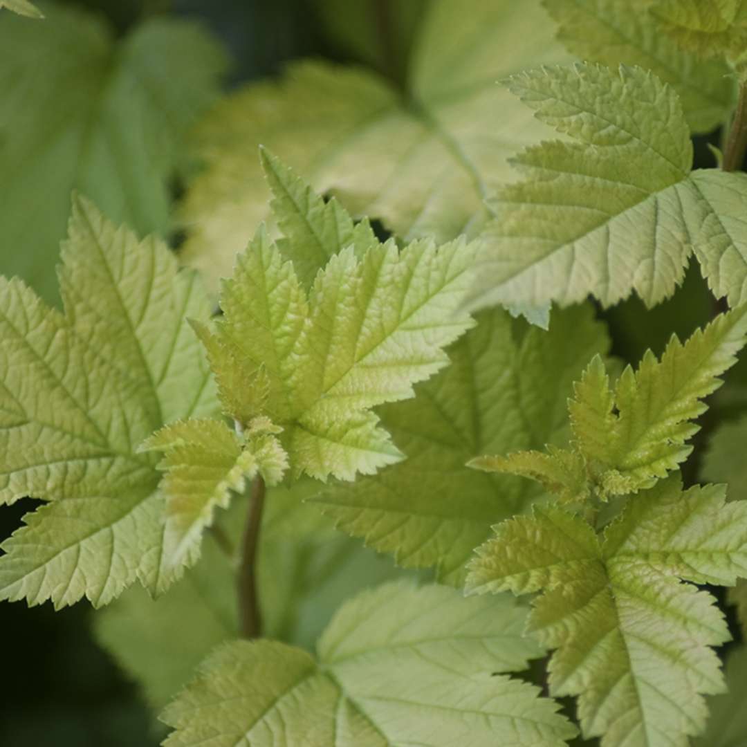 Close up of lime green Nugget Physocarpus foliage