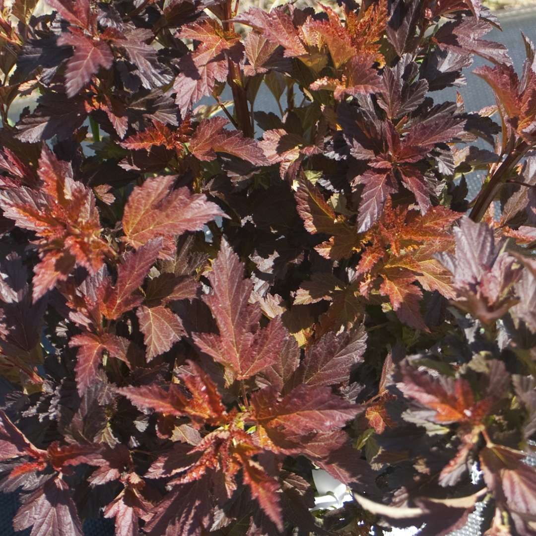 Close up of red Red Robe Physocarpus foliage