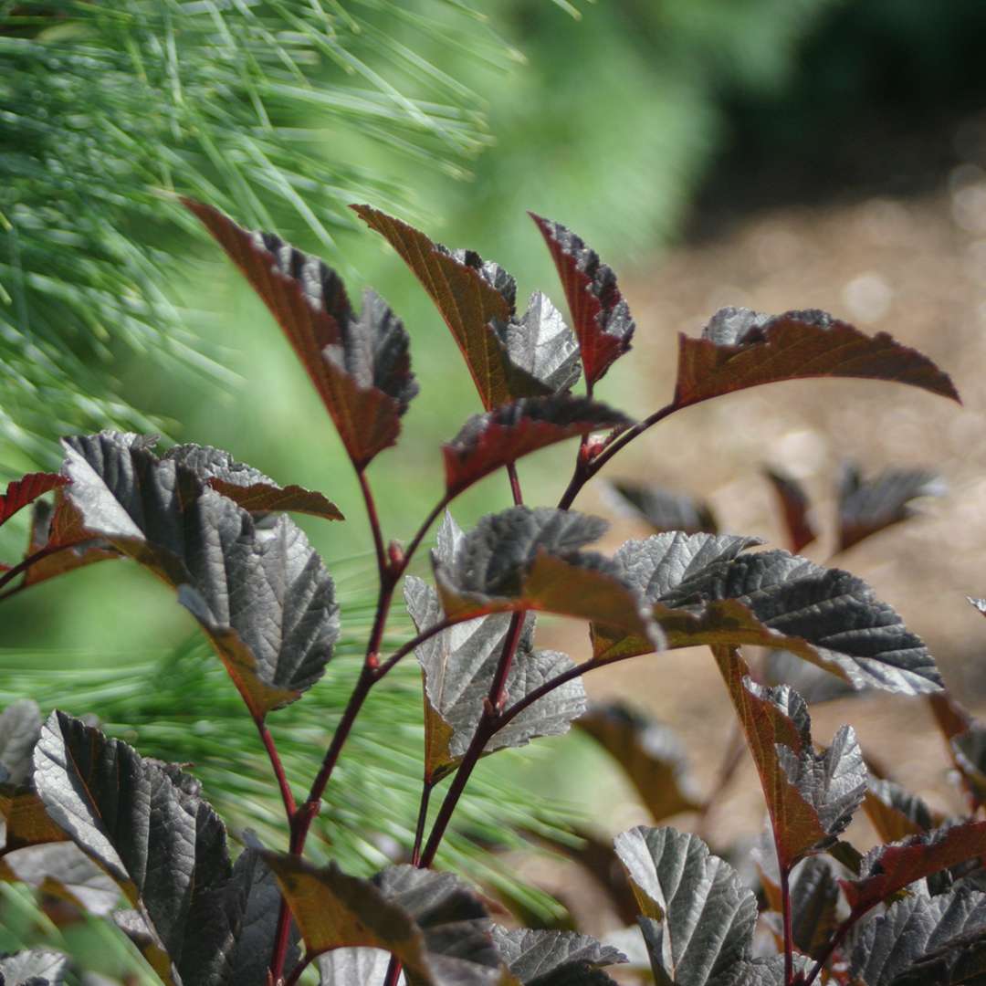 Close up of dark Summer Wine Physocarpus foliage