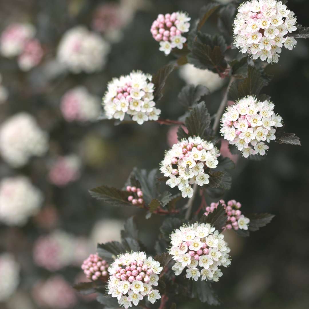 Close up of white and pink Summer Wine ninebark blooms