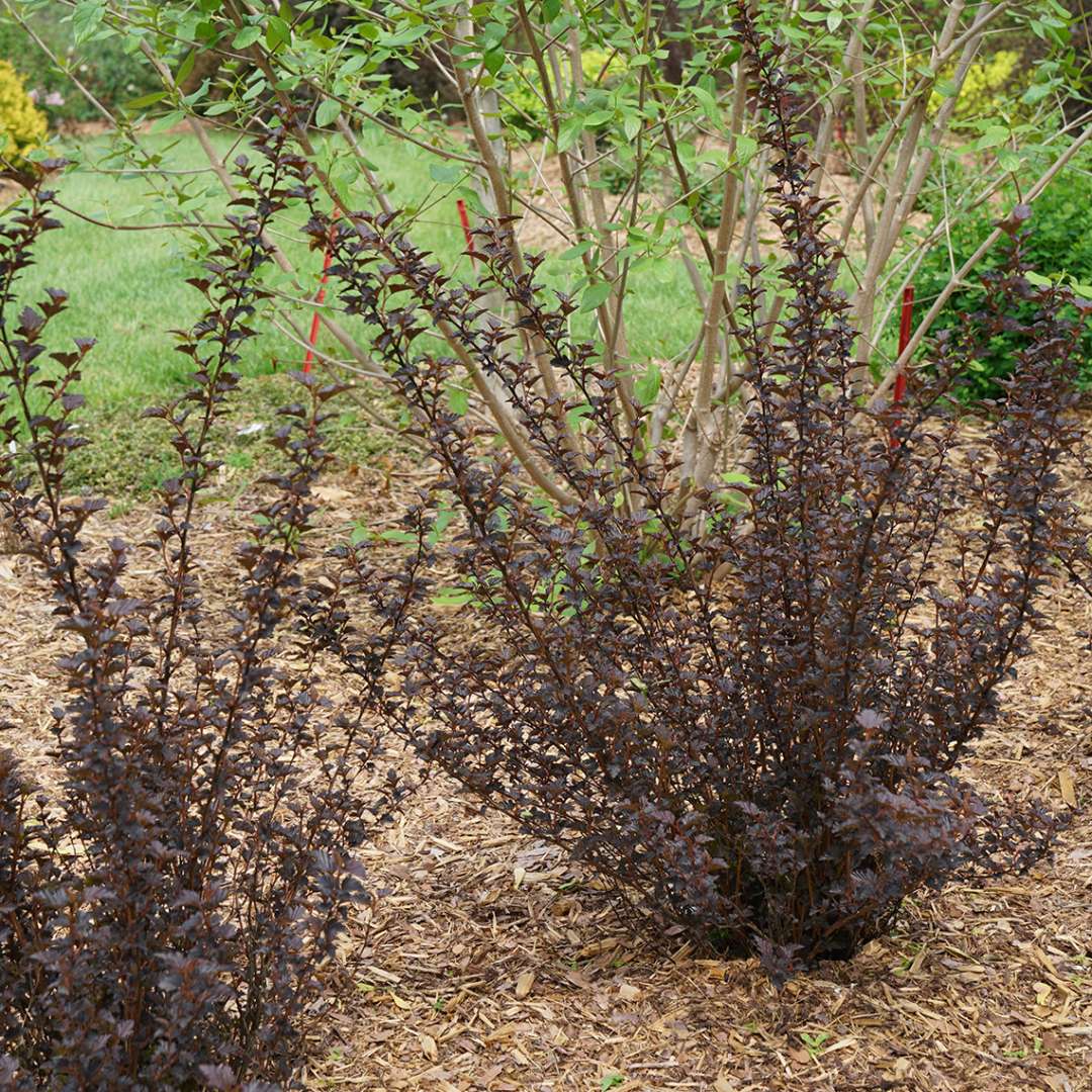 Summer Wine Black ninebark in bed of mulch