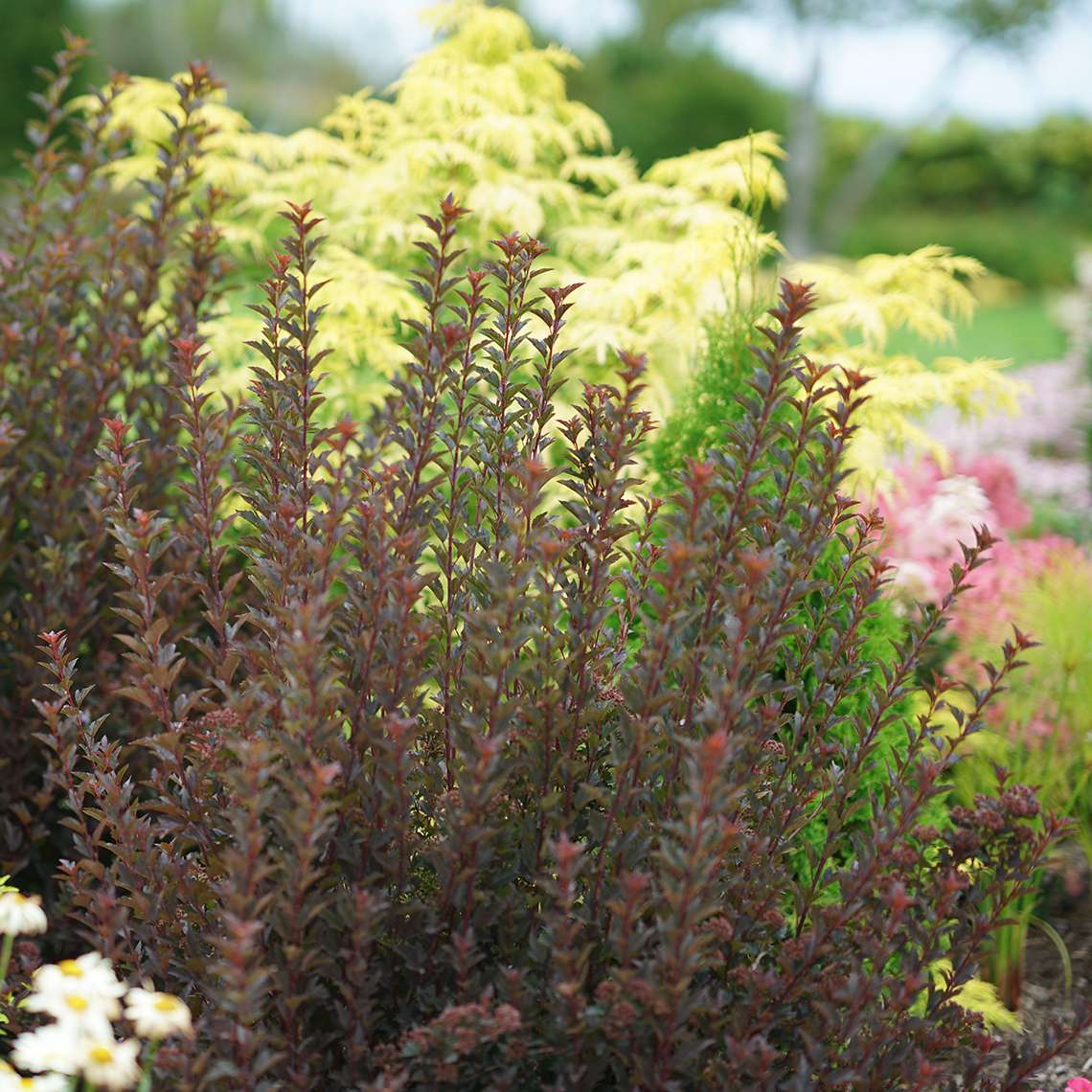 Tiny Wine Physocarpus burgundy foliage in garden bed