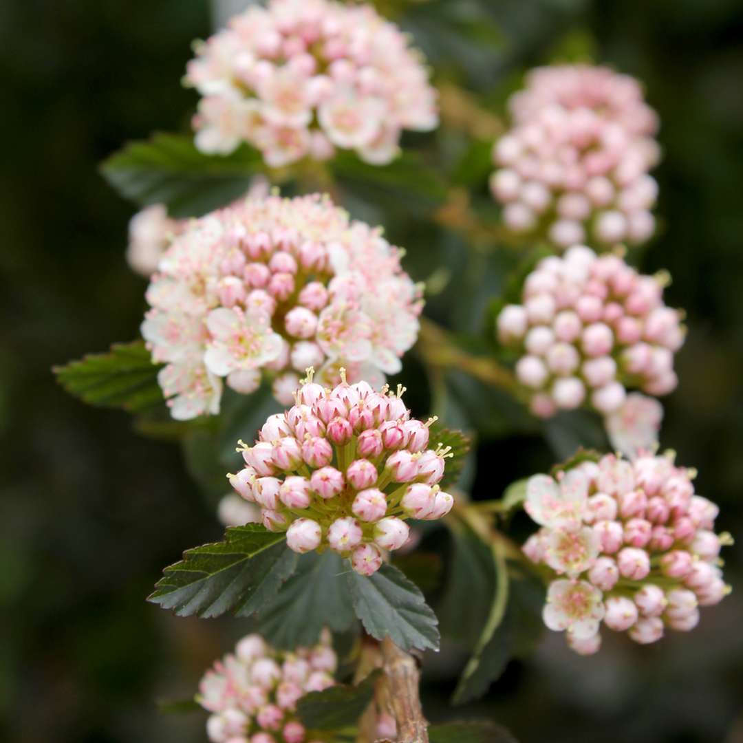 Close up of light pink Tiny Wine Physocarpus blooms