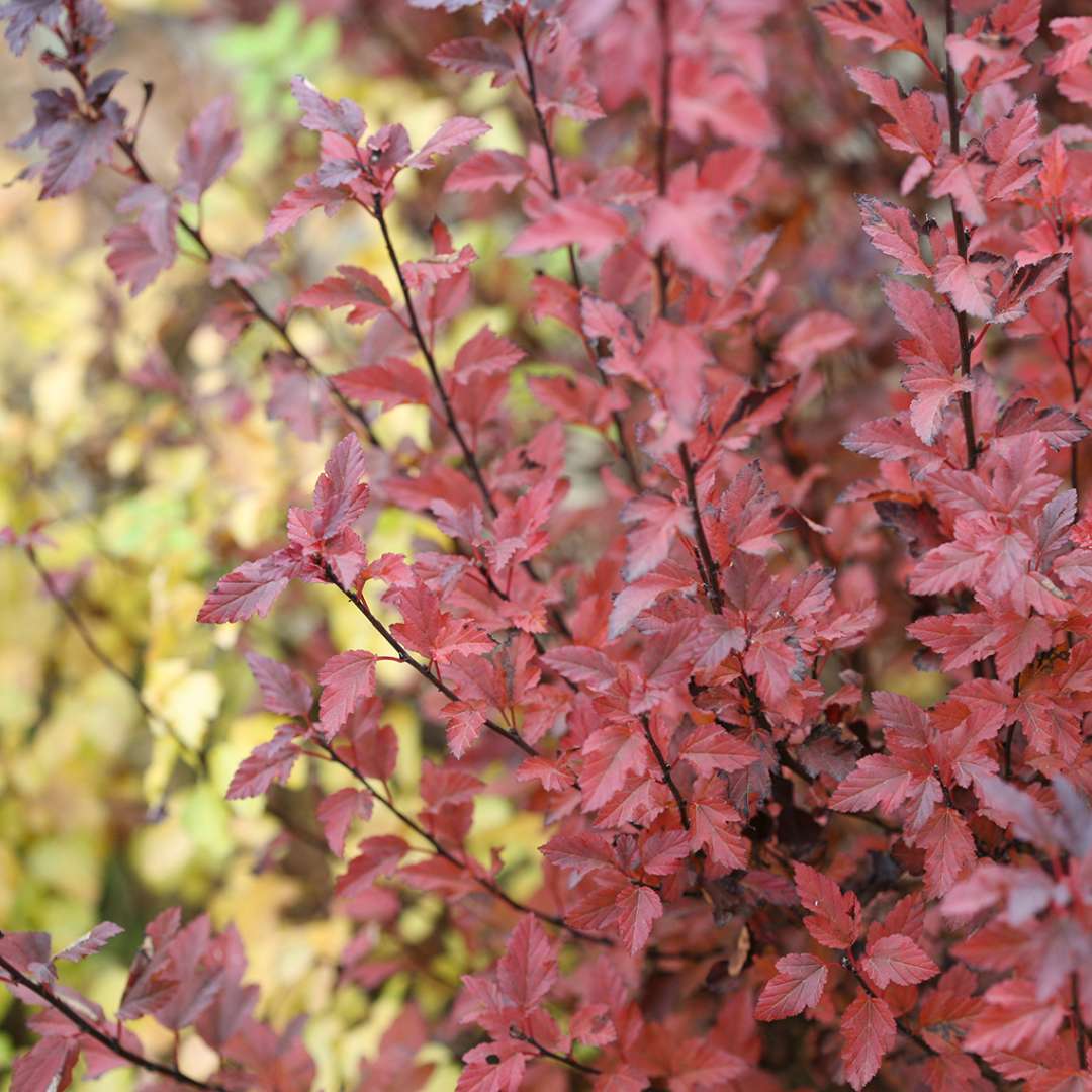 Close up of pale red Tiny Wine ninebark foliage