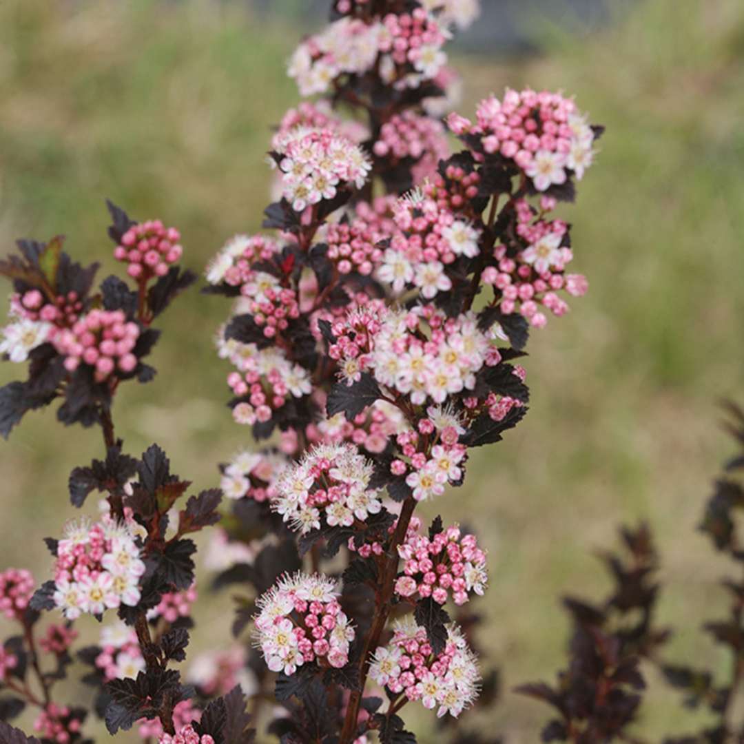 Close up of pink and white Tiny Wine Physocarpus blooms