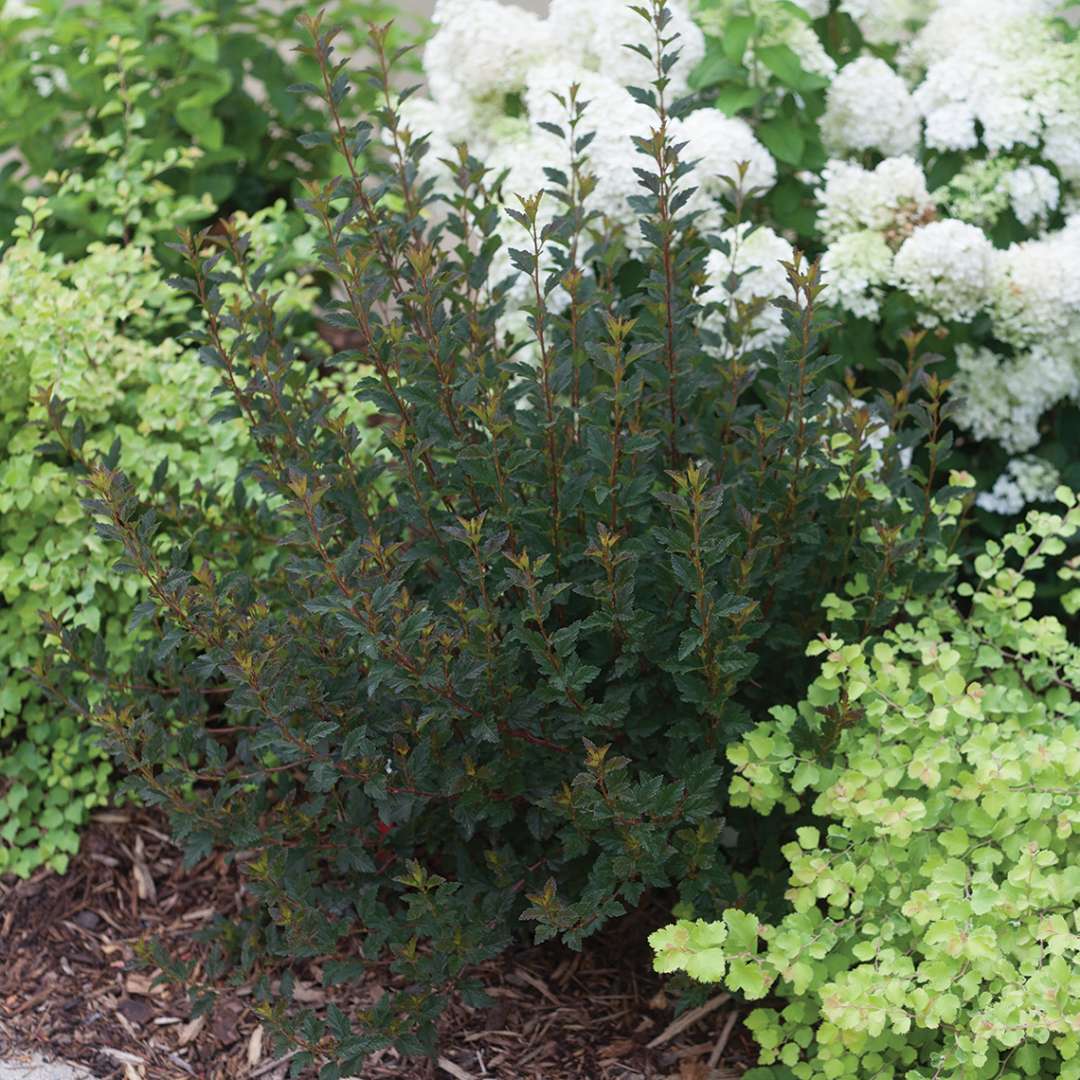 Tiny Wine ninebark dark green foliage in garden bed