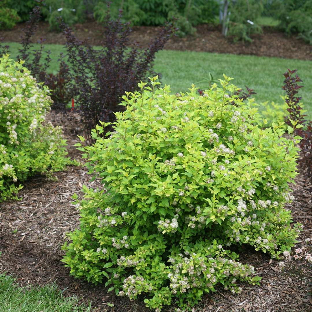 Tiny Wine Gold Physocarpus in landscape bed