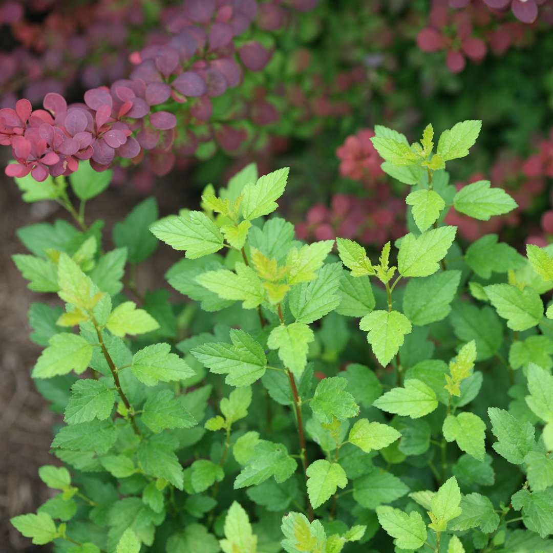 Close up of light green foliage on Tiny Wine Gold Physocarpus