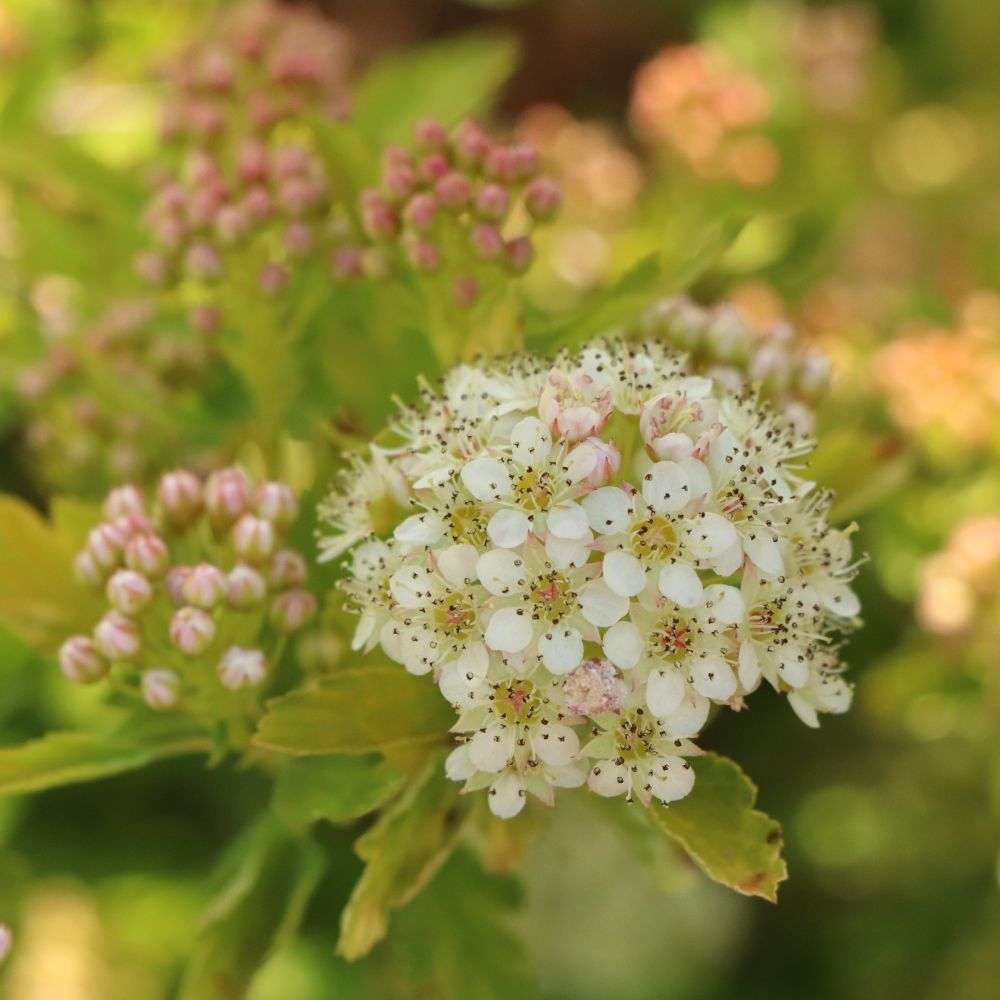 Close up of the darling white flowers of Pickleball ninebark
