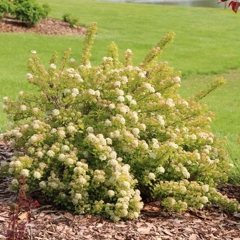 A compact Pickleball physocarpus blooming in a landscape