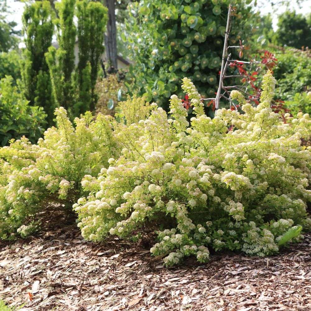A group of Pickleball ninebark blooming in the landscape
