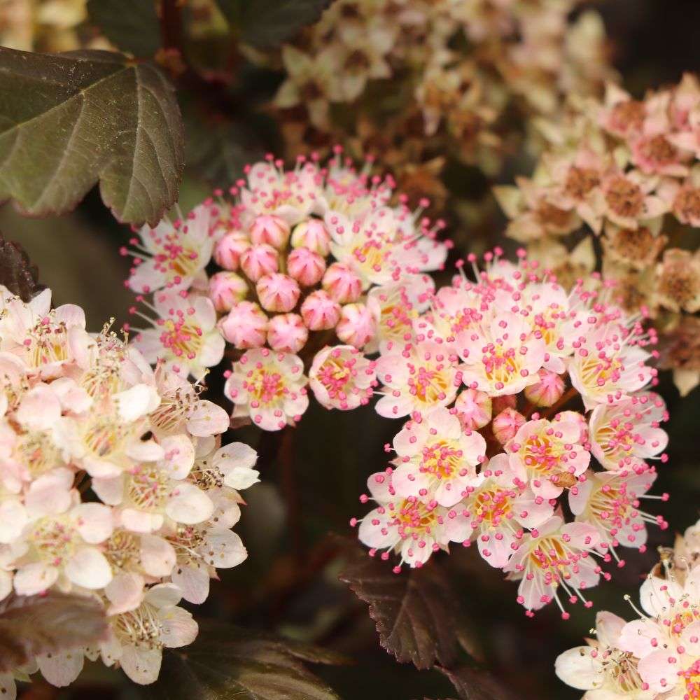 Close up of the white flowers of Summer Wine Rose ninebark 