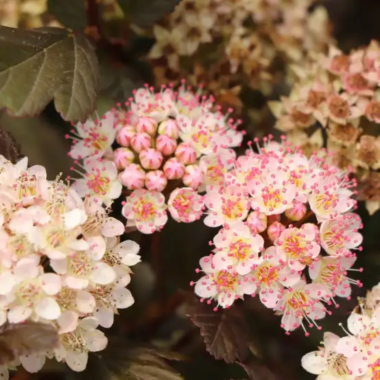 Pickleball Physocarpus | Spring Meadow - wholesale liners - Spring