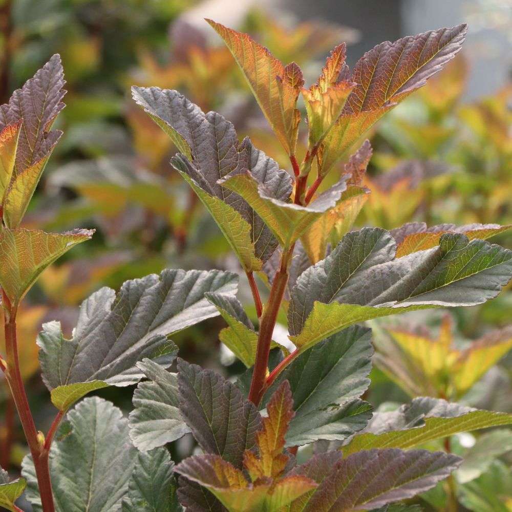 Close up of the green and purple foliage of Summer Wine Rose physocarpus