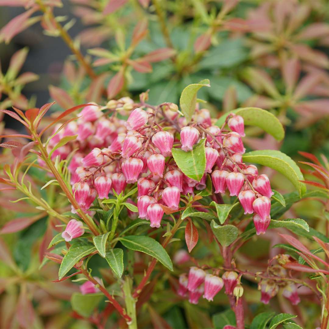 The lantern-like blooms of Interstella pieris 