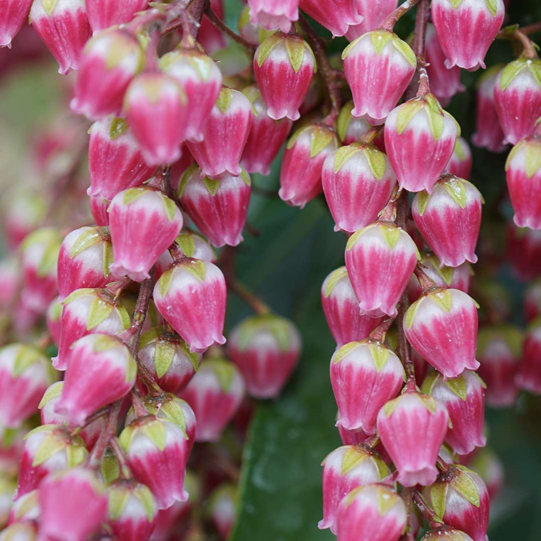 Close up of the ruby-colored blooms of Interstella lily of the valley shrub