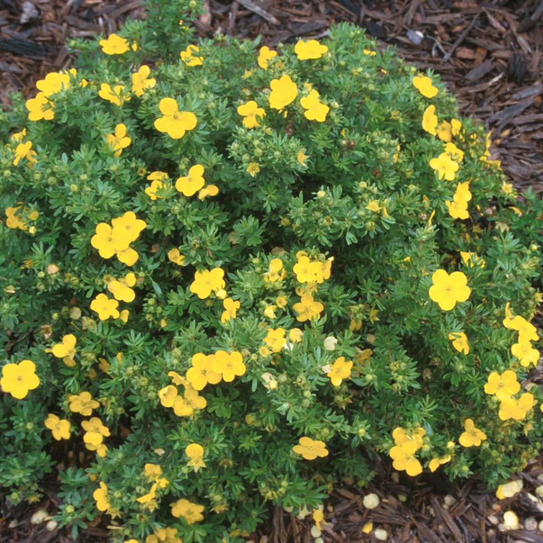 Low mound of blooming Dakota Sunspot Potentilla