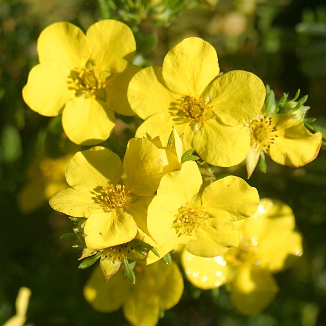 Close up of yellow Dakota Sunspot Potentilla blooms